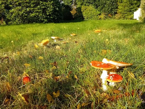 Herfstvakantie